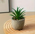 Mini Decorative Plant Pot